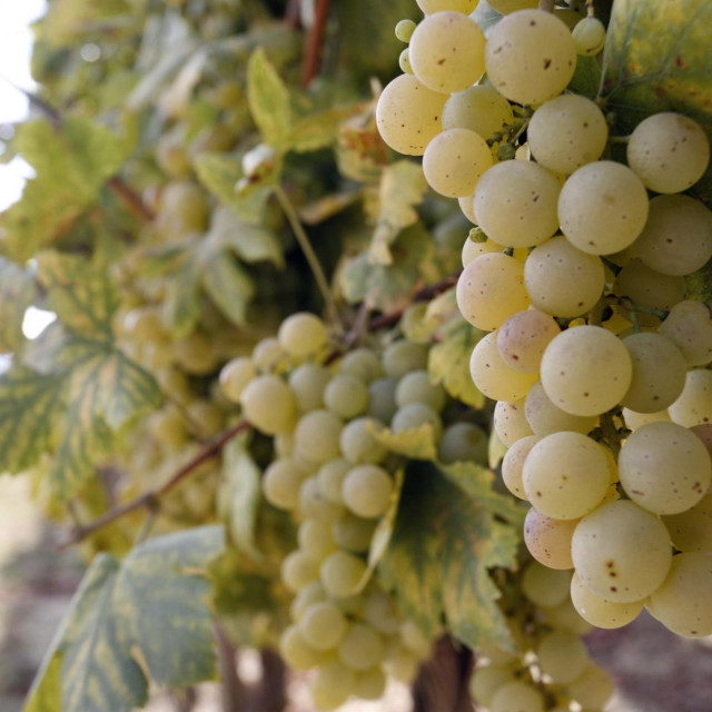 Vrbnik na Krku poznat je po žlahtini