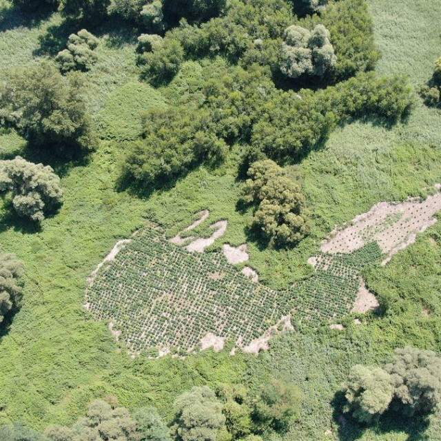 Plantaža marihuane na murskoj adi