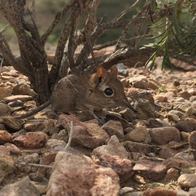 Somalijski sengi