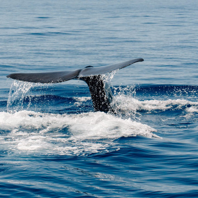 fin whale finback whale Mediterranean Sea Nizza