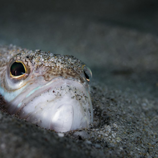 Ilustracija, riba pauk