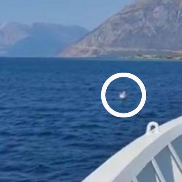 Djevojčica na jednorogu