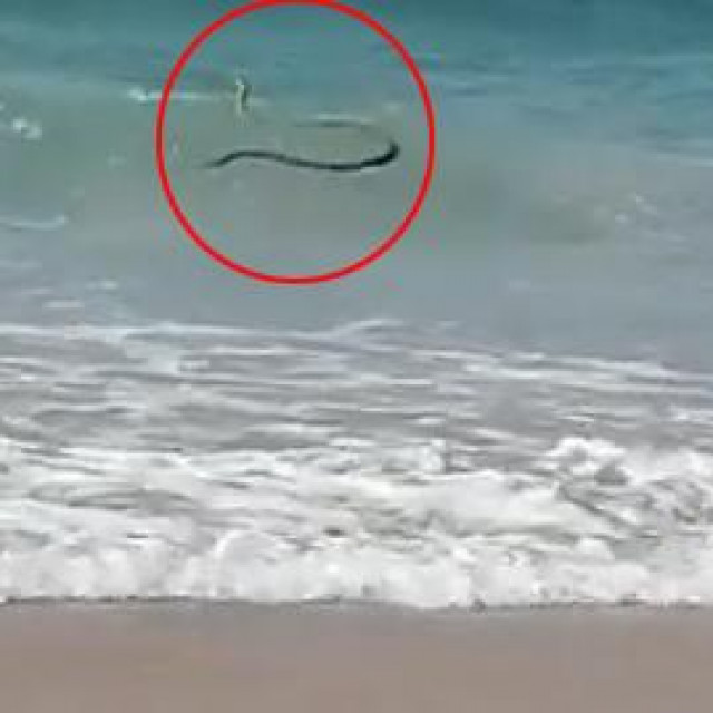 Crna mamba 'jaše' na valu