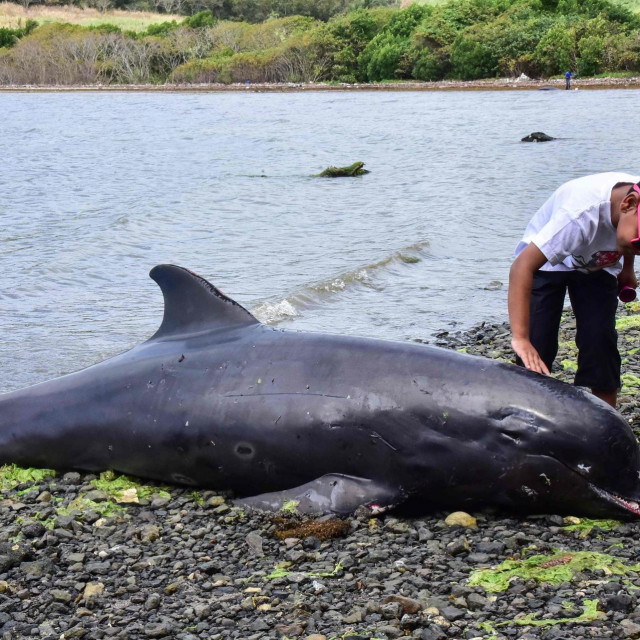 Uginuli delfin pronađen na obali Mauricijusa