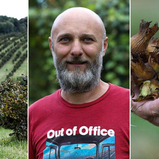 Plantaža lješnjaka (lijevo i desno), daruvarski gradski pročelnik za poljoprivredu Ratko Vuković (u sredini)