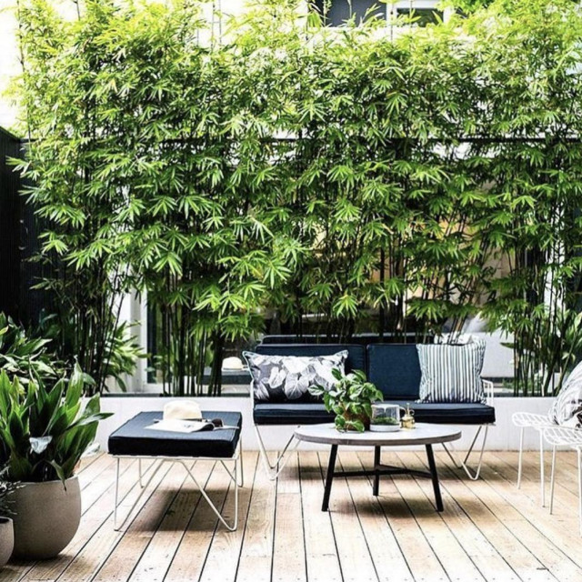 Instagram @exotic_nurseries