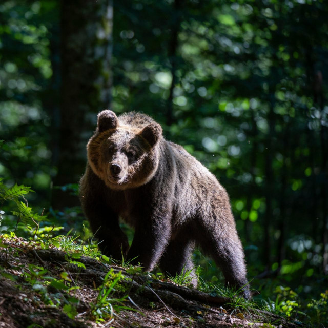 Ilustracija, smeđi medvjed