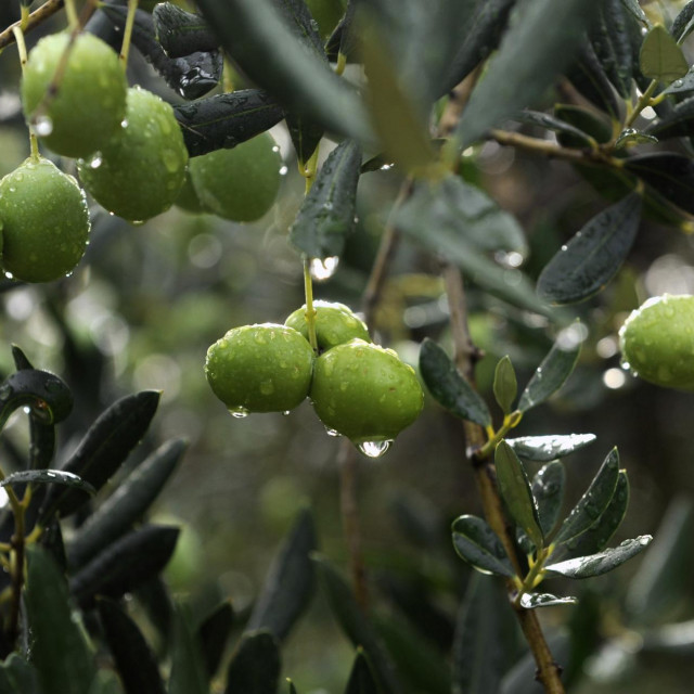 Kastela, 061112.
Ilustracija ploda i lista masline poslije kise u vrijeme berbe u Kastelima.Na fotografiji:plod masline.