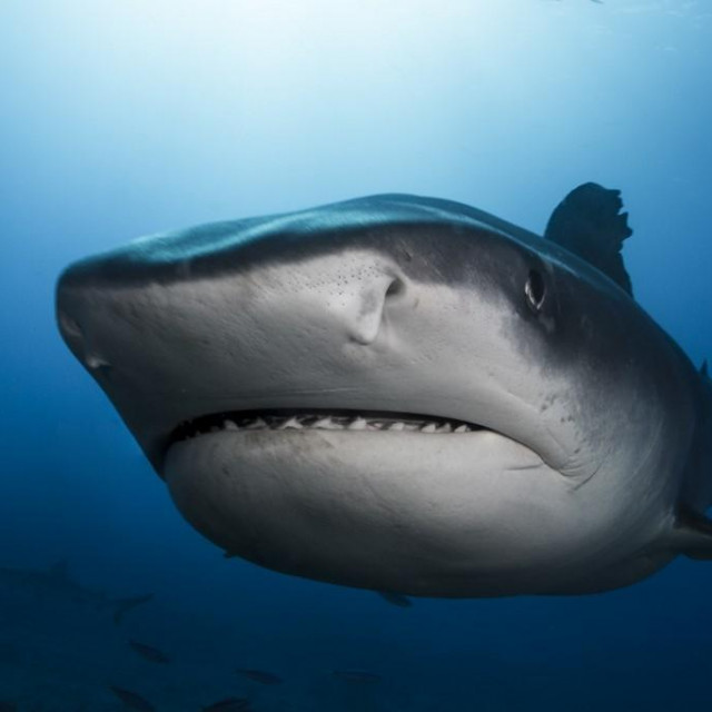 Ilustracija, Morski pas tigar