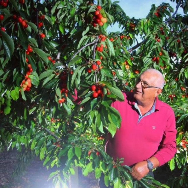 Mate Rađa u svom voćnjaku u Ogorju