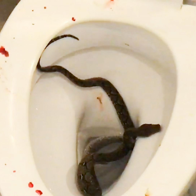 Piton koji je ugrizao studenta za penis