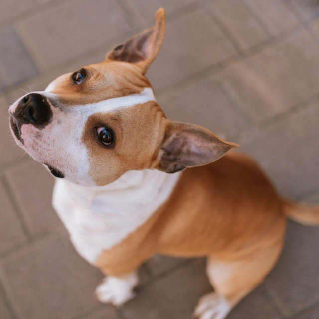 američki staford, ilustracija