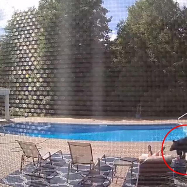 Nepozvani gost pokraj bazena