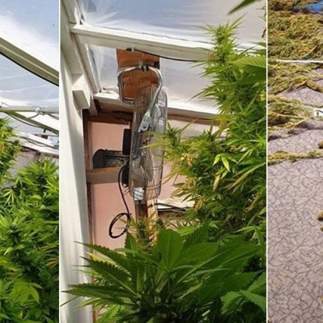 Laboratorij marihuane