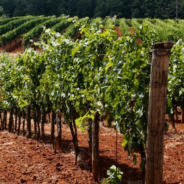 Vinogradi u okolici Vizinade na crvenoj zemlji