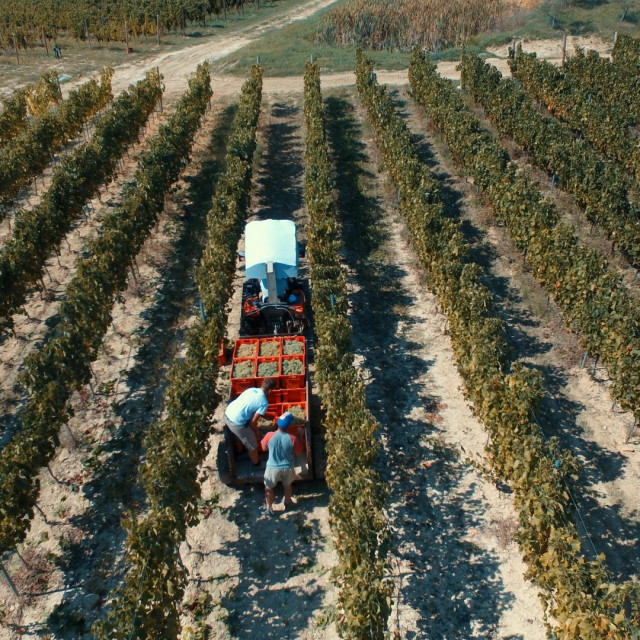 Vinarija Matošević