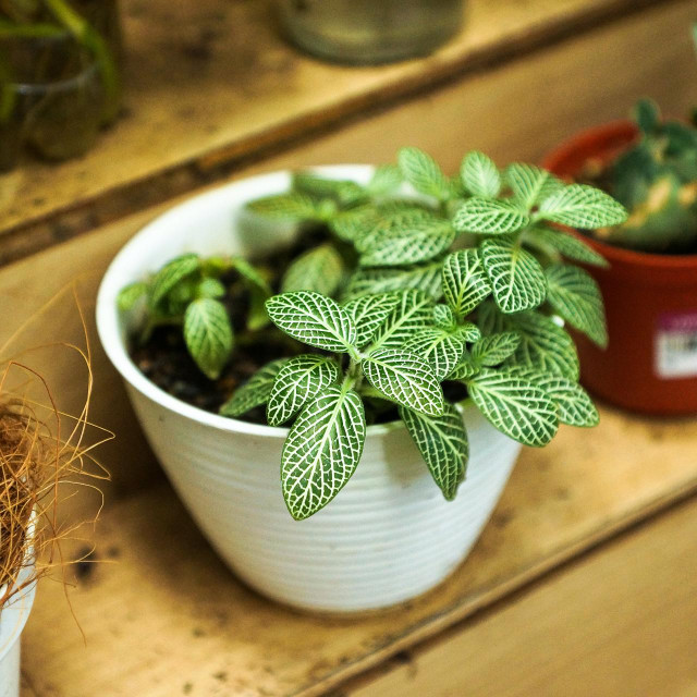 Army Virmansyah, Unsplash