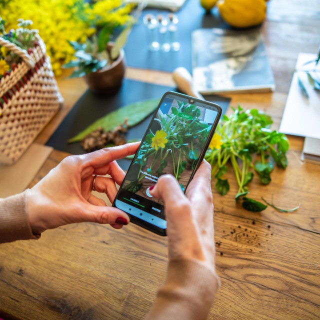 Na fotografiji: Zlatica ili ledinjak
 