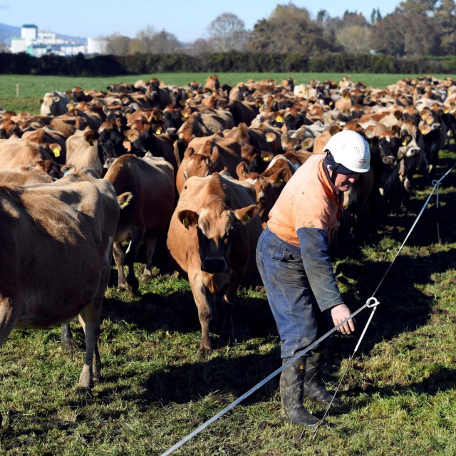 Krdo krava/Ilustracija