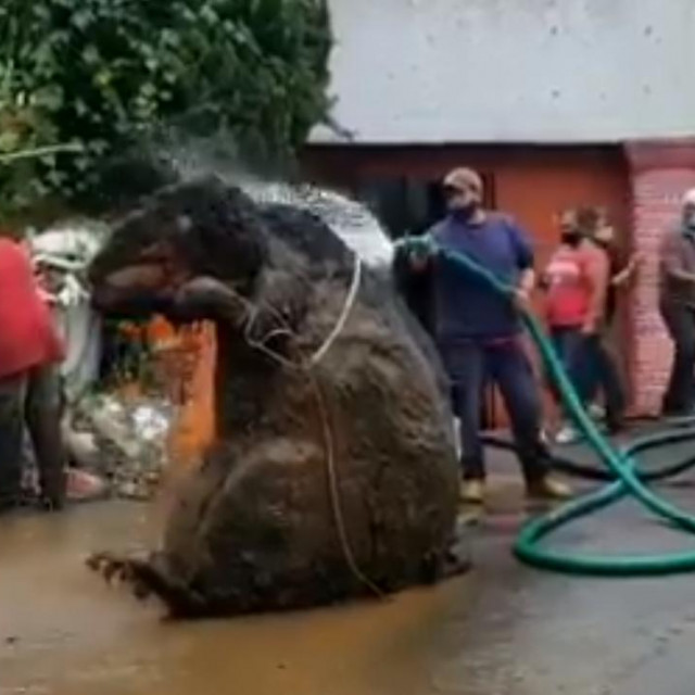 Kostim golemog štakora