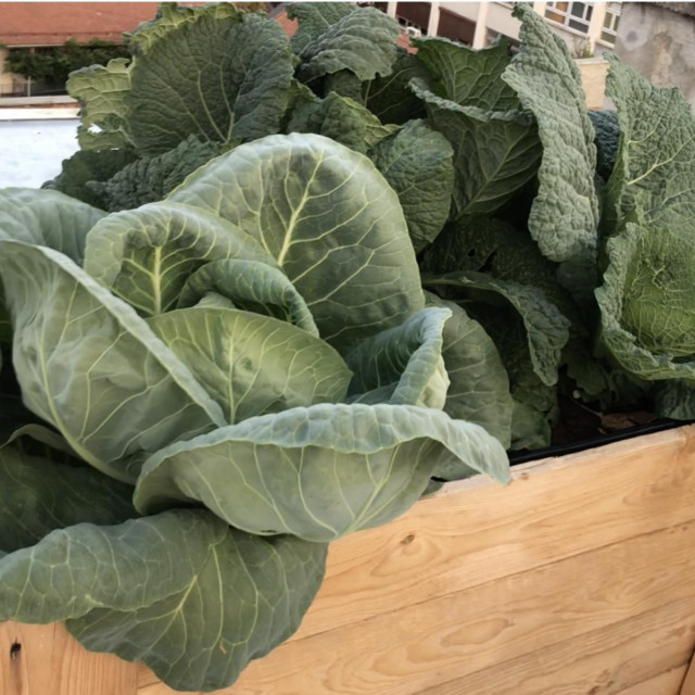 Danijela Kovačević