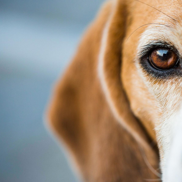 Half portrait of a Beagle hound looking intently at the viewer