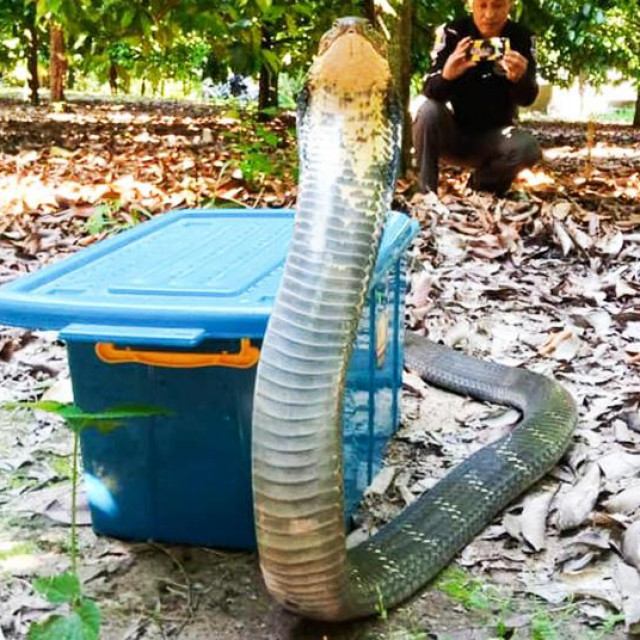 Agresivna kraljevska kobra