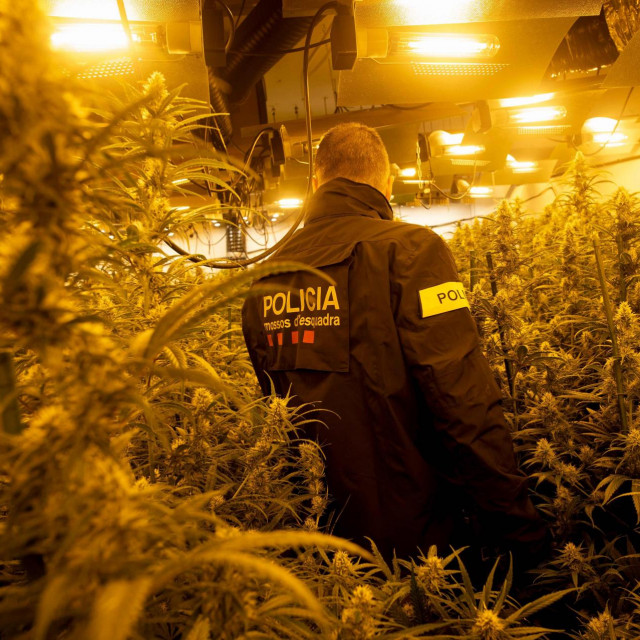 Mossos d'Esquadra u ilegalnoj plantaži marihuane u Barceloni