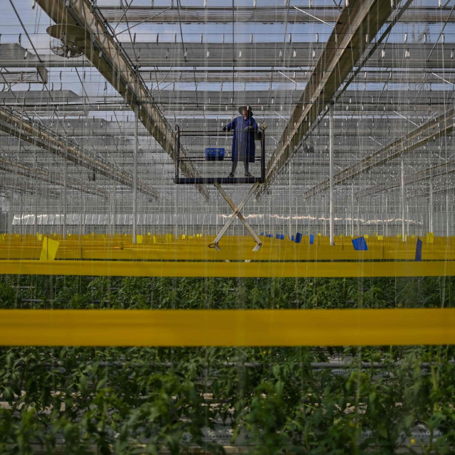 TOPSHOT - An employee works in a Chuishan Agriculture Holding greenhouse growing tomatoes during a media tour organised by the local government in Zhenjiang, in China's eastern Jiangsu province on October 13, 2020. (Photo by Hector RETAMAL/AFP)