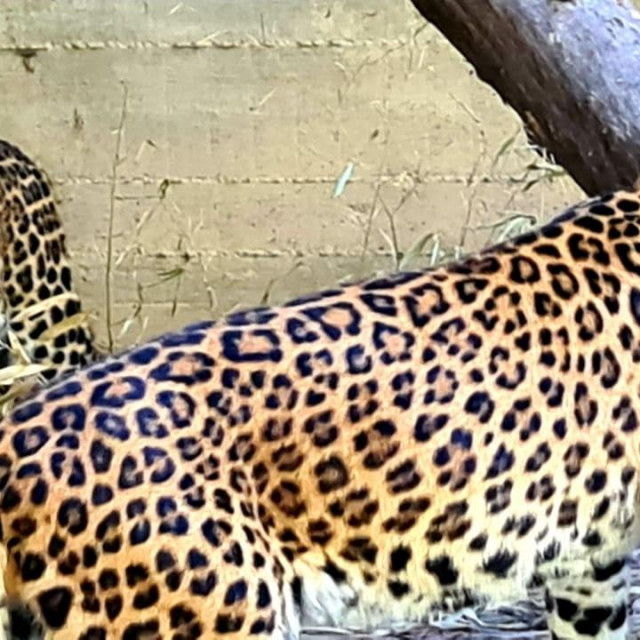 Kineski leopardi Odilia i Tadzik