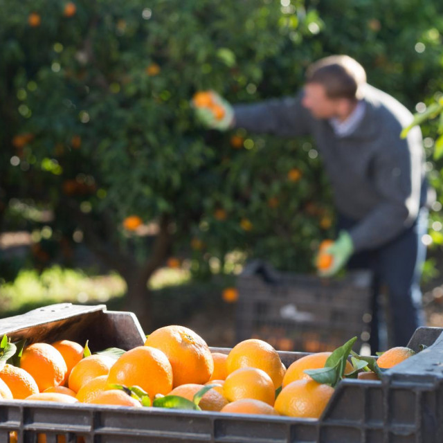Berba mandarina ujedno je i prilika da turisti upoznaju dolinu Neretve