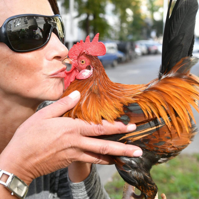 Pijetao Kokan i njegova vlasnica