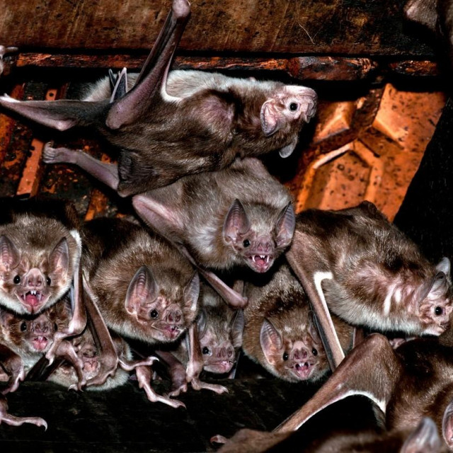 Kolonija vampirskih šišmiša; ilustracija