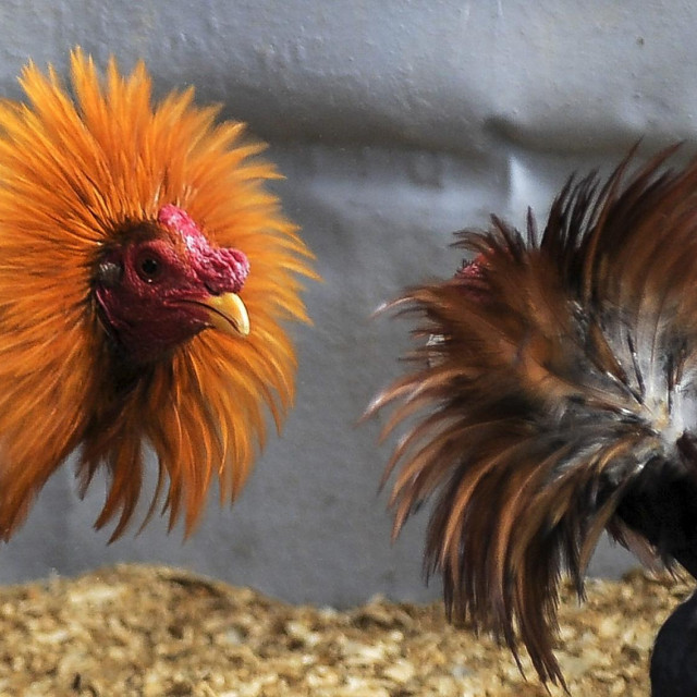 Borbe pijetlova; ilustracija