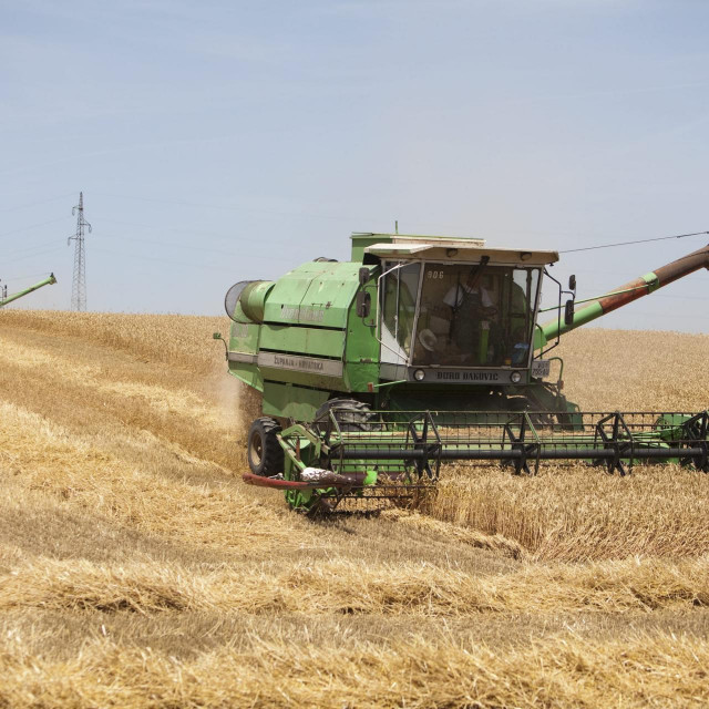 Žetva pšenice u Slavoniji / Ilustracija