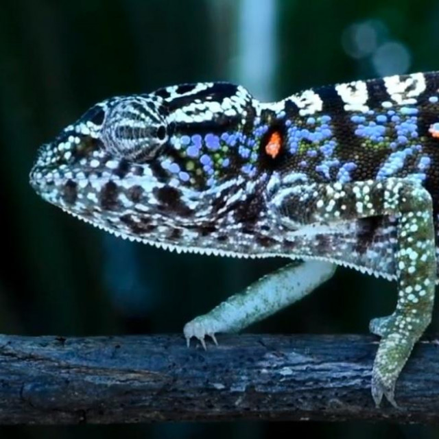 Voeltzkowov kameleon