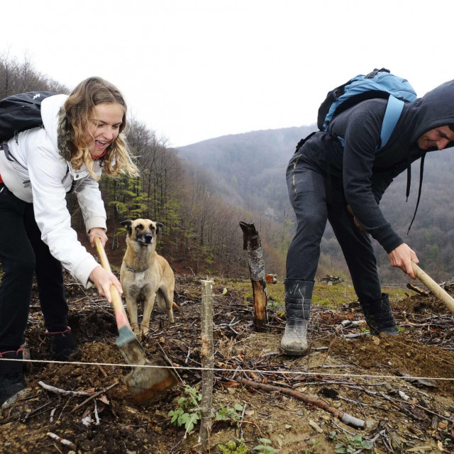 JYSK donirao Hrvatskim šumama u Poreču novih 1500 sadnica