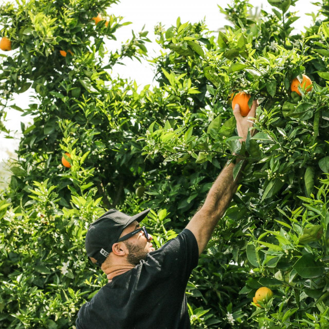 Pass The Honey, Unsplash