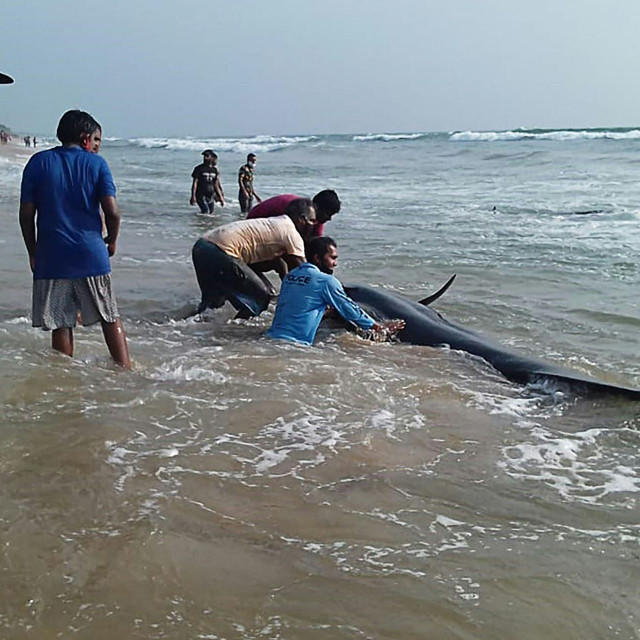 Nasukani kitovi na Šri Lanci