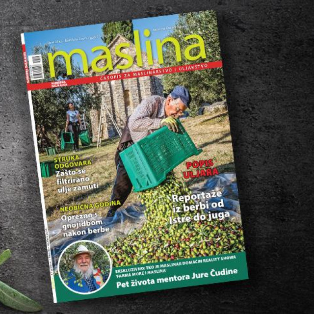 Maslina SD studeni 2020.