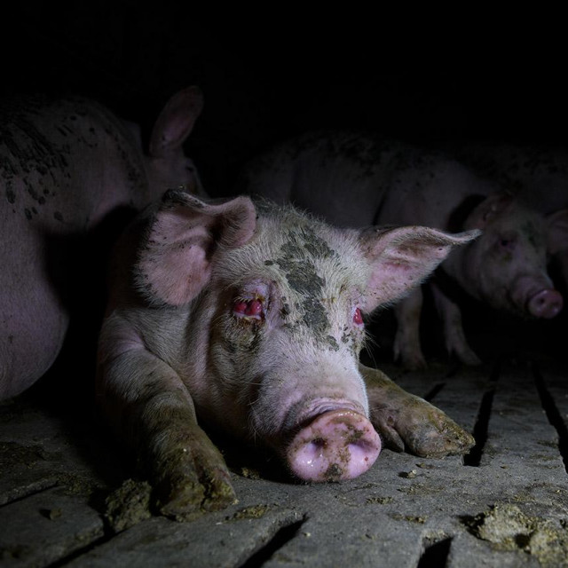 Prizor iz jedne od farmi