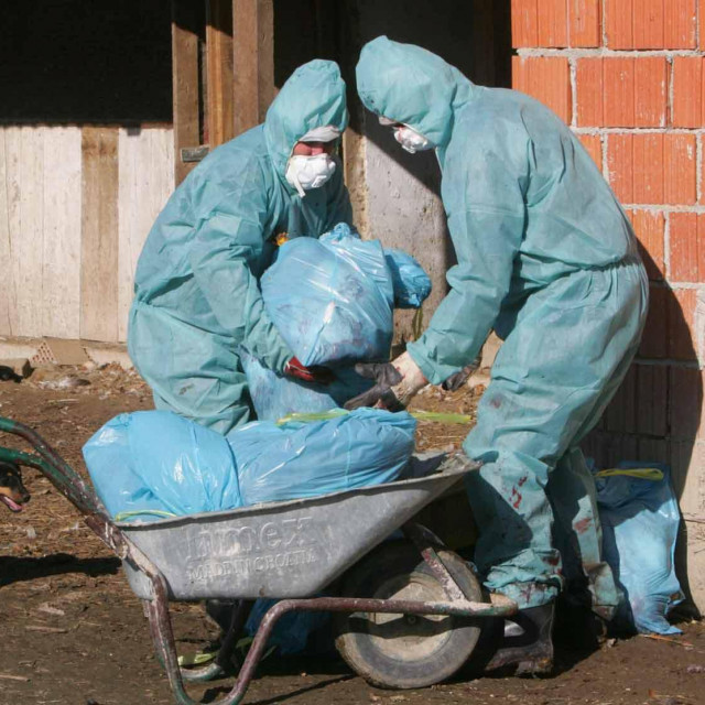 Eutanazija peradi; ilustracija