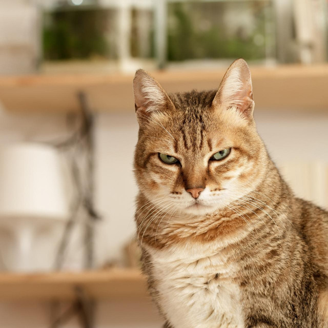 Ljuta mačka, ilustracija