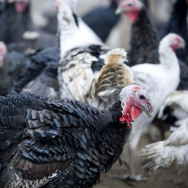 Farma purana: ilustracija