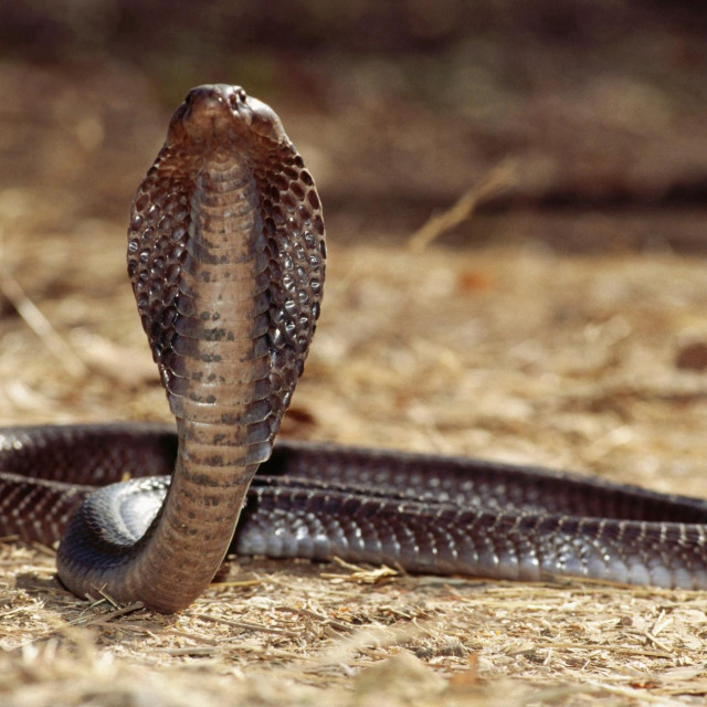 Indijska kobra (Naja naja)