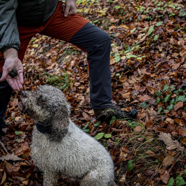 Jeno je pravi lovac na tartufe