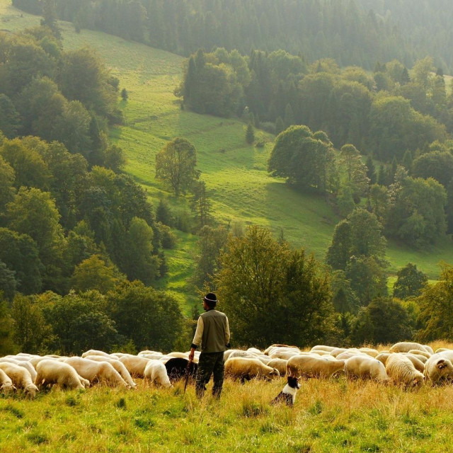 Šumski pašnjak (silvopastoral)