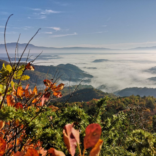 Na ovom području obitavaju i brojne zaštićene vrste: kukac jelenjak, daždevnjak veliki vodenjak...