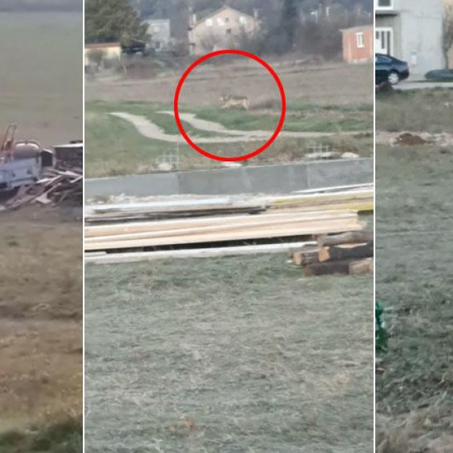 Životinje nalik vukovima na podrućju Sinja