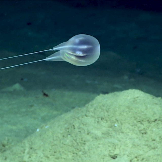 Duobrachium sparksae